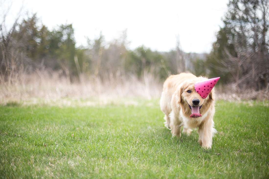 VictoriaPetPortraitPhotographer_6
