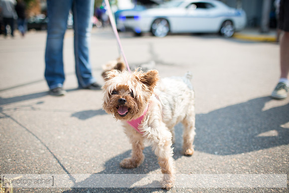 083015NYACarShow_246