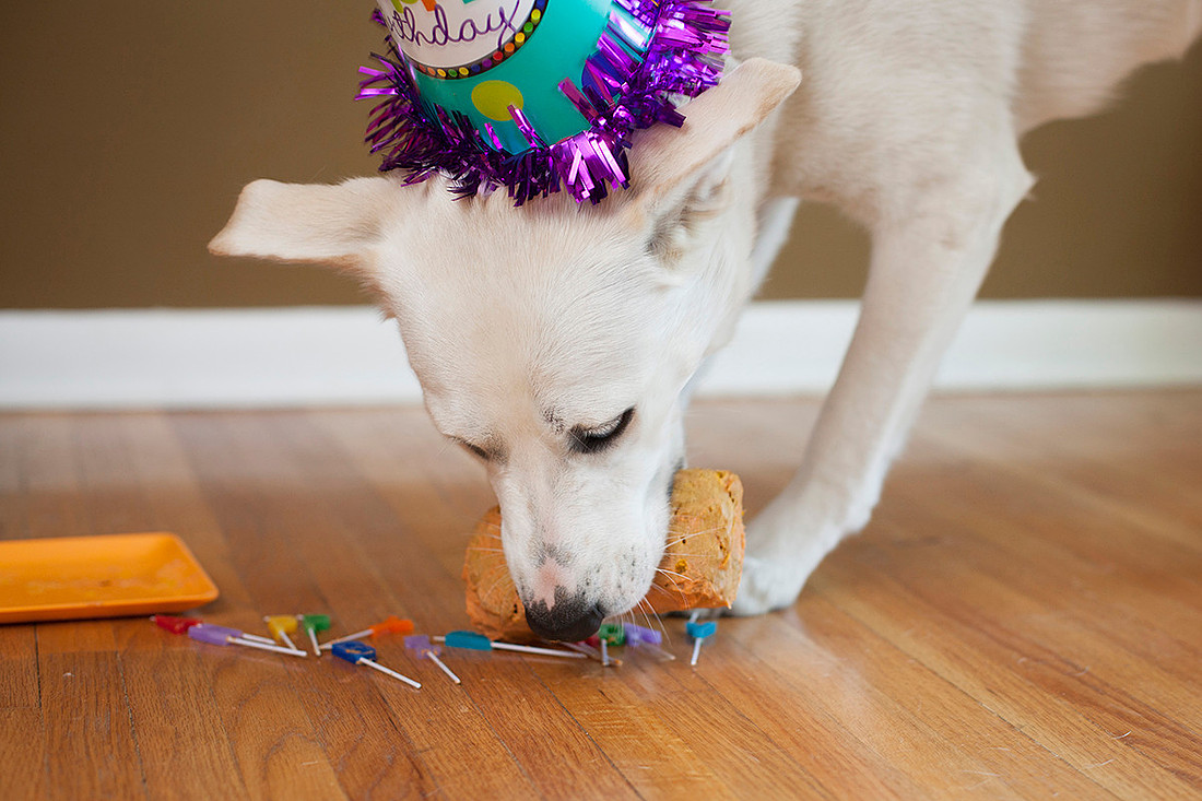 puppy cake smash photo shoot Rochester MN