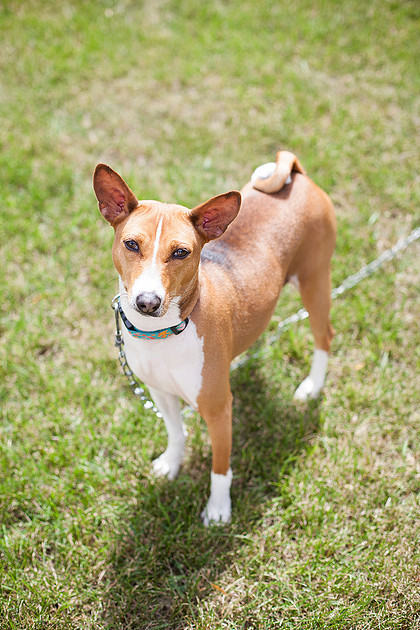 mn pet photographer