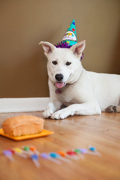 puppy cake smash photo shoot Rochester MN