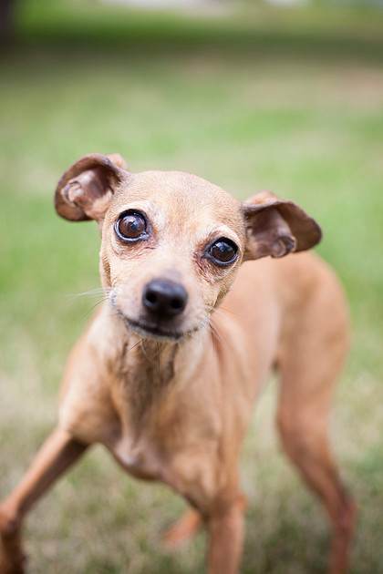 mn pet photographer
