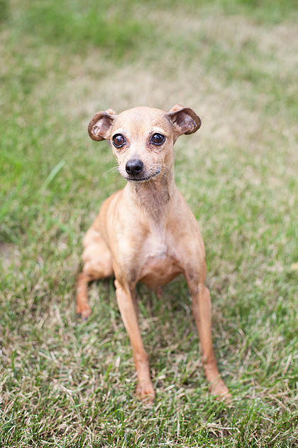 mn pet photographer