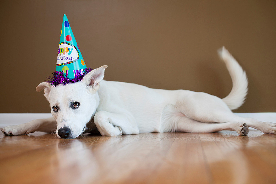 puppy cake smash photo shoot