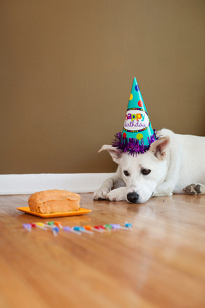 puppy cake smash photo shoot