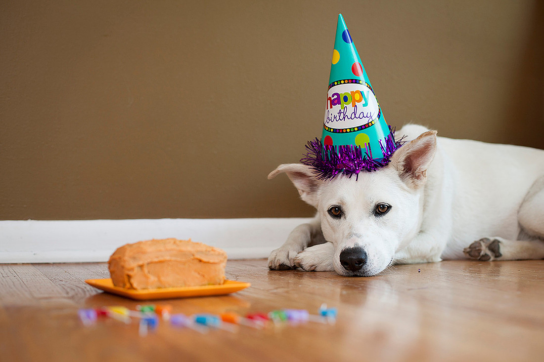 puppy cake smash photo shoot