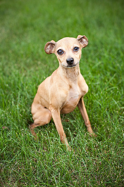 mn pet photographer