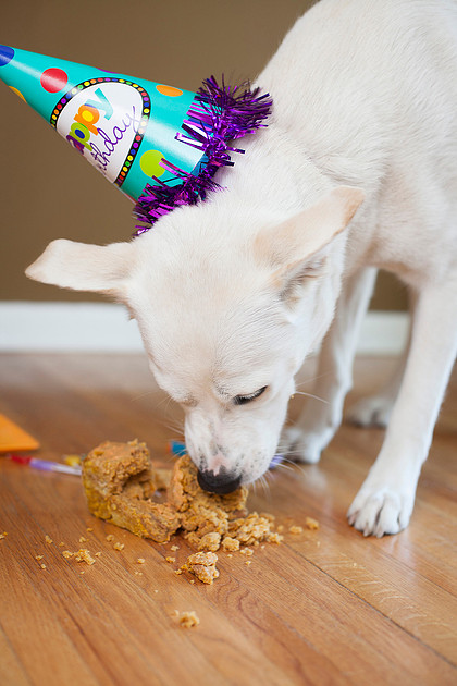 puppy cake smash photo shoot Rochester MN