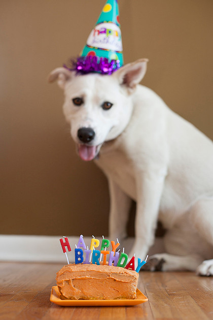 puppy cake smash photo shoot