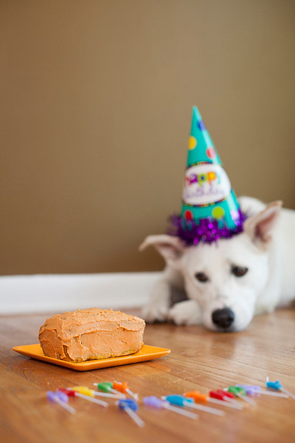 puppy cake smash photo shoot Rochester MN