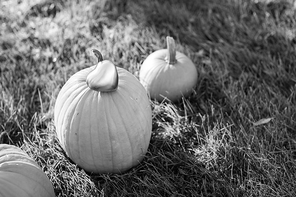 StBoniMNFamilyPhotographer_14