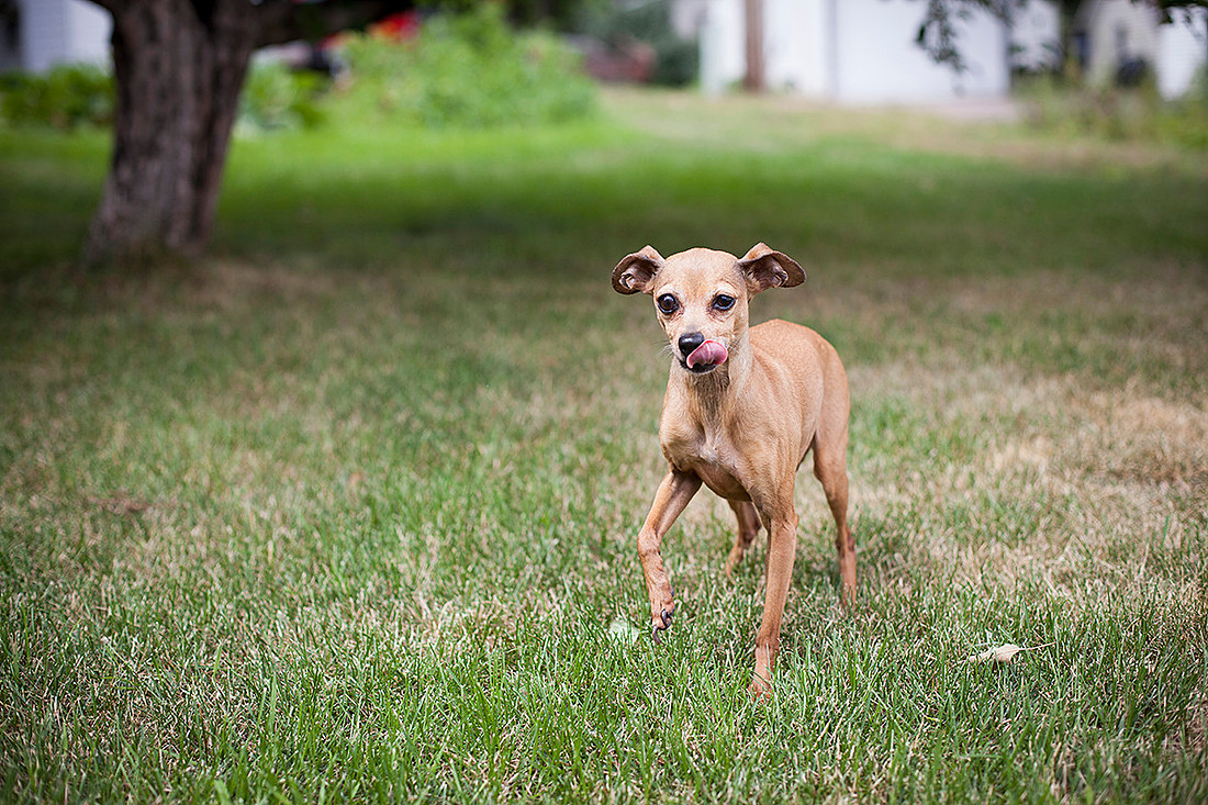 mn pet photographer