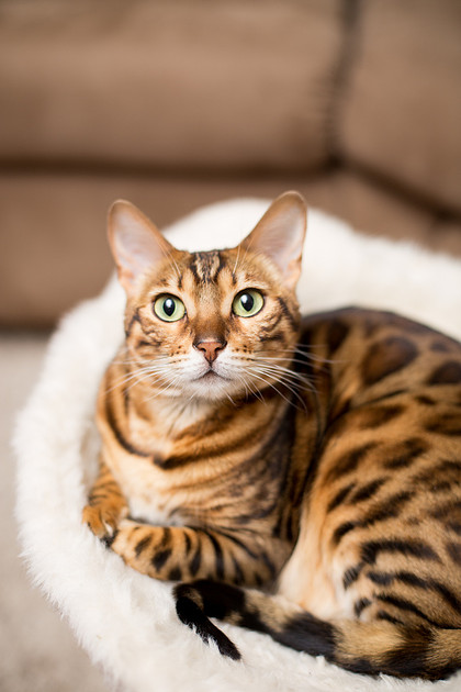 BellePlainePetPhotographer_13