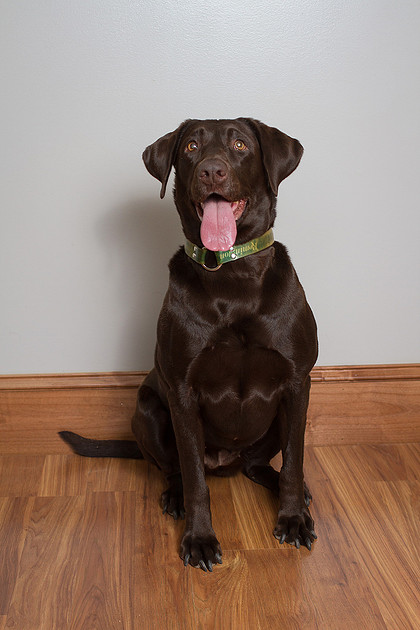 doggy portraits
