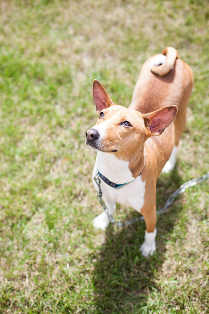 mn pet photographer