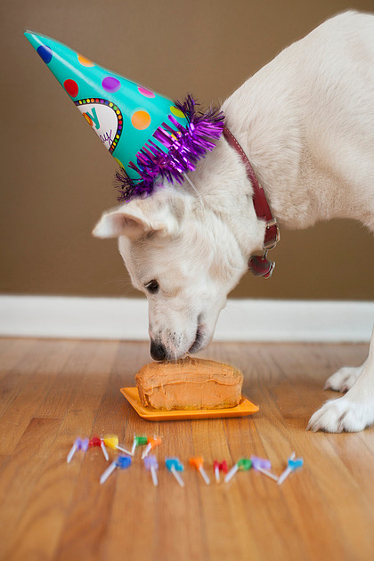 puppy cake smash photo shoot Rochester MN
