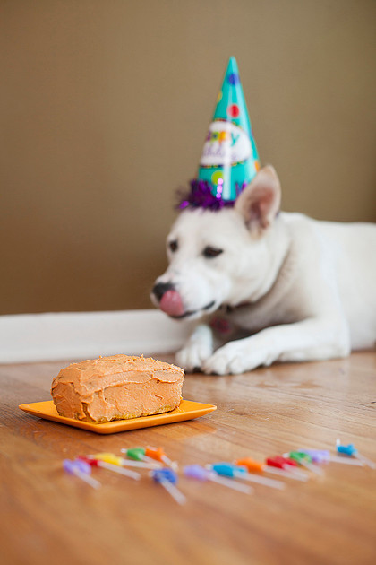 puppy cake smash photo shoot Rochester MN