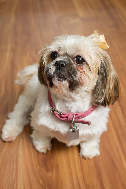 doggy portraits