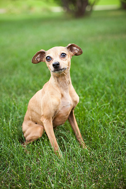 mn pet photographer
