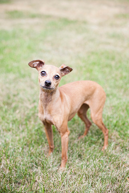 mn pet photographer