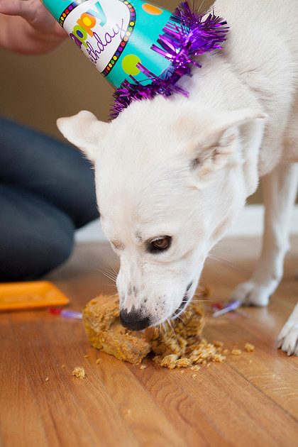 puppy cake smash photo shoot Rochester MN