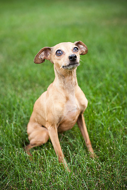 mn pet photographer