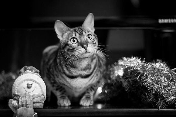 BellePlainePetPhotographer_2
