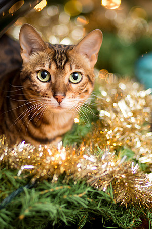 BellePlainePetPhotographer_4