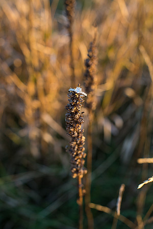 CologneMN_WeddingPhotographer_24