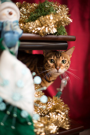 BellePlainePetPhotographer_1