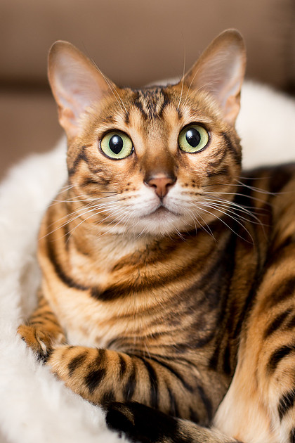 BellePlainePetPhotographer_12