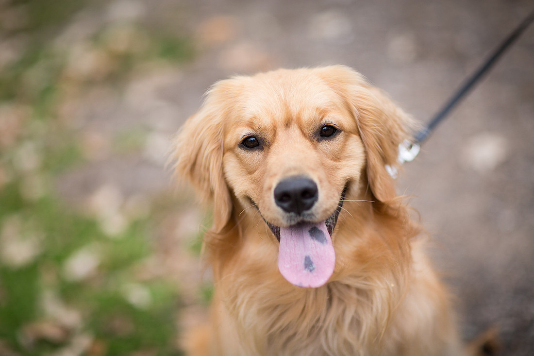 MinnetonkaDogFamilyPhotographer_1