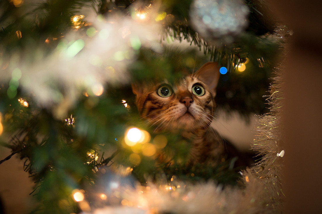 BellePlainePetPhotographer_7
