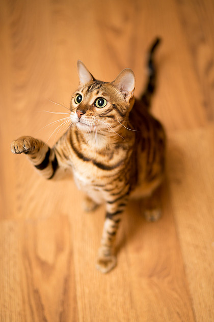 BellePlainePetPhotographer_8