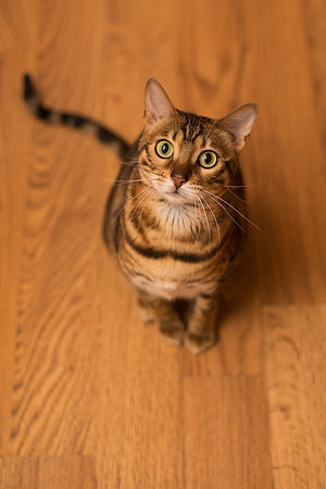 BellePlainePetPhotographer_11
