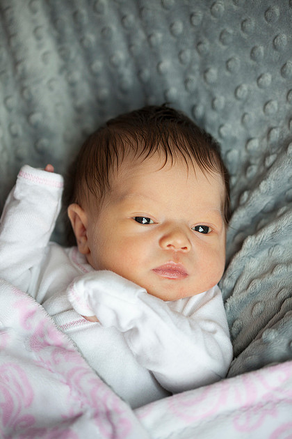 cologne mn newborn portrait photographer