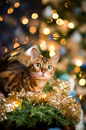 BellePlainePetPhotographer_5