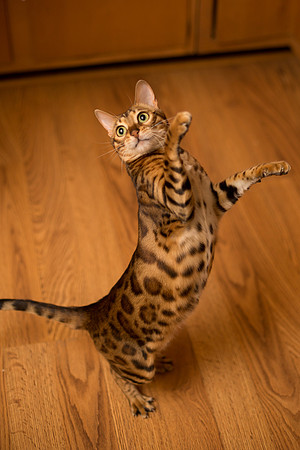 BellePlainePetPhotographer_10