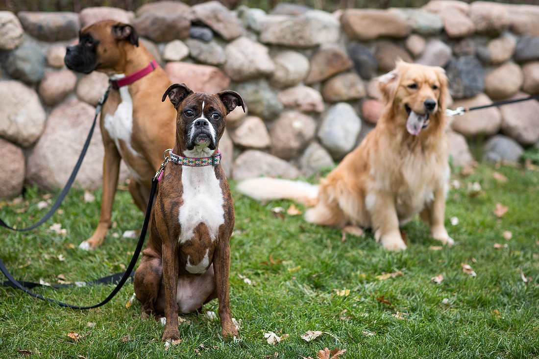 MinnetonkaDogFamilyPhotographer_12