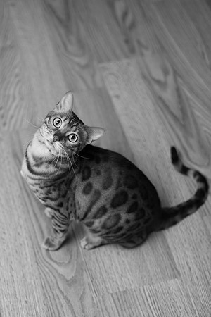 BellePlainePetPhotographer_19