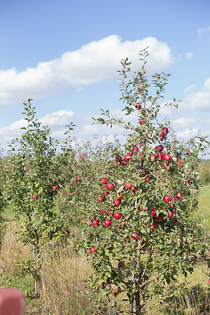 DeerLakeOrchard_WeddingPhotographer_86