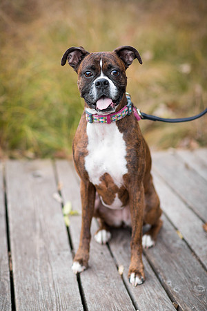 MinnetonkaDogFamilyPhotographer_9