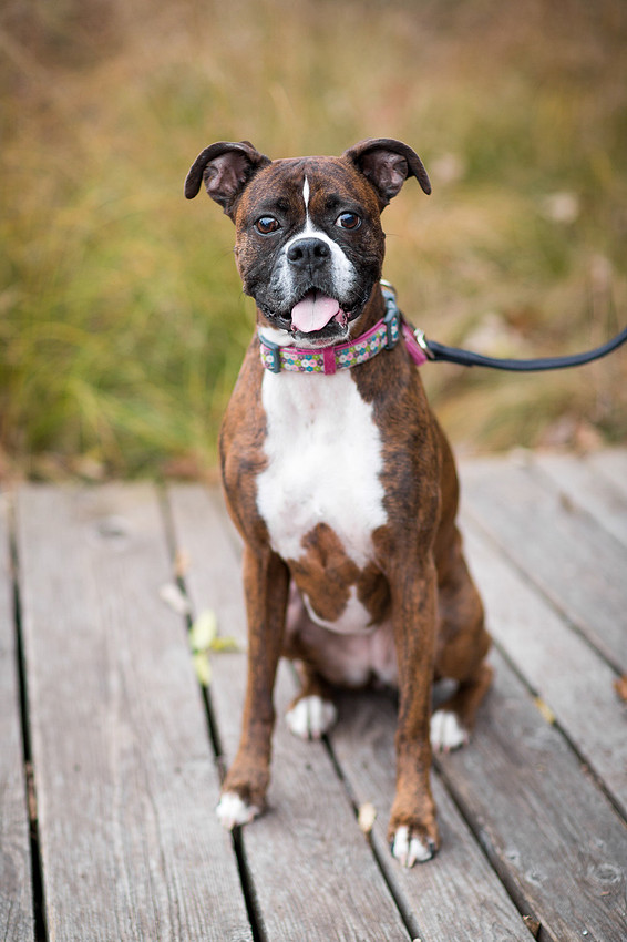 MinnetonkaDogFamilyPhotographer_9