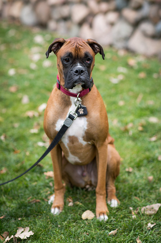 MinnetonkaDogFamilyPhotographer_10